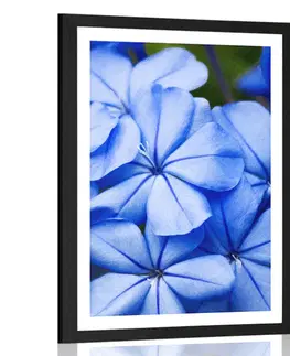 Květiny Plakát s paspartou divoké modré květiny