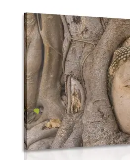 Obrazy Feng Shui Obraz Budhů posvátný fíkovník