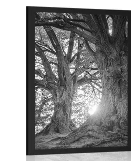 Černobílé Plakát majestátní stromy v černobílém provedení