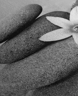 Černobílé obrazy Obraz květ a kameny v písku v černobílém provedení