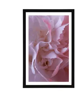 Květiny Plakát s paspartou lupínky karafiátu