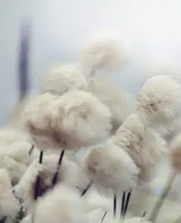 Samolepící tapety Samolepící fototapeta arktické květiny bavlny