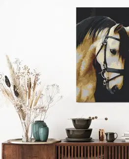 Malování podle čísel Obraz malování podle čísel nádherný portrét koně
