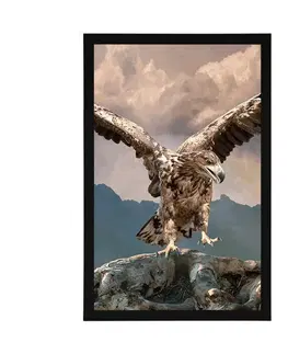 Zvířata Plakát orel s roztaženými křídly nad horami