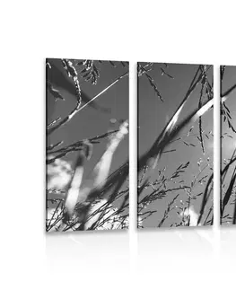 Černobílé obrazy 5-dílný obraz polní tráva v černobílém provedení