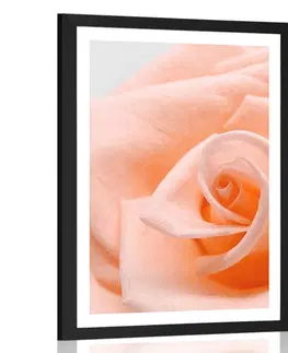 Květiny Plakát s paspartou růže v broskvovém odstínu
