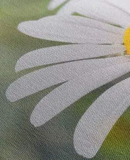 Obrazy květů Obraz květiny heřmánku