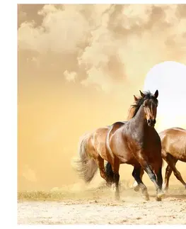 Tapety zvířata Fototapeta Běh koní - Running horses
