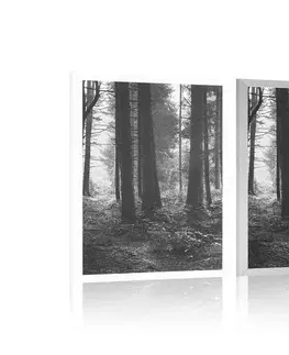Černobílé Plakát les zalitý sluncem v černobílém provedení