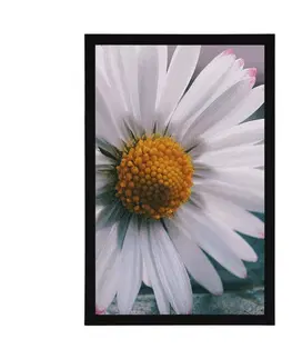 Květiny Plakát nádherná sedmikráska