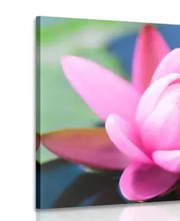 Obrazy květů Obraz nádherný růžový květ na jezeře