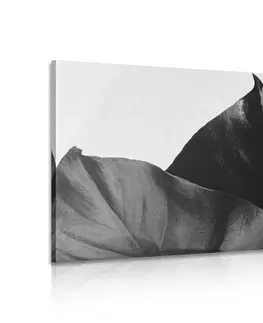 Černobílé obrazy Obraz černobílý list monstery