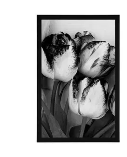 Černobílé Plakát jarní tulipány v černobílém provedení