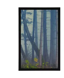 Příroda Plakát tajemný les