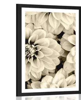 Černobílé Plakát s paspartou květiny dálí v sépiovém provedení