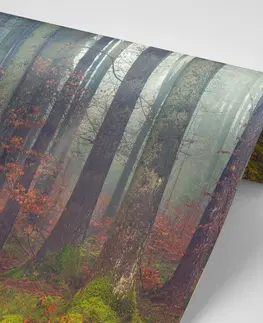 Samolepící tapety Samolepící fototapeta tajemství lesa