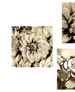 Sestavy obrazů Set obrazů květiny v sépiovém provedení