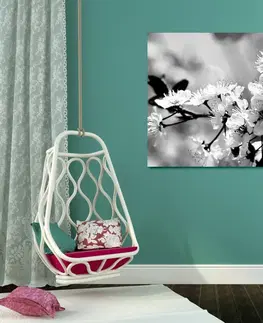 Černobílé obrazy Obraz třešňový květ v černobílém provedení