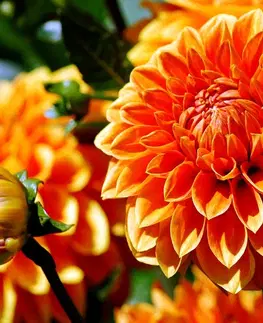 Tapety květiny Fototapeta oranžová dália