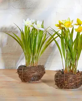 Květinové dekorace Narcisy v hnízdě, žlutá