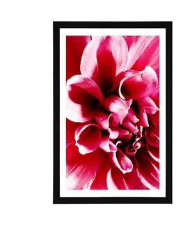 Květiny Plakát s paspartou růžový květ