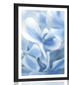 Květiny Plakát s paspartou modro-bílé květy hortenzie