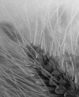Černobílé obrazy Obraz pšeničné pole v černobílém provedení