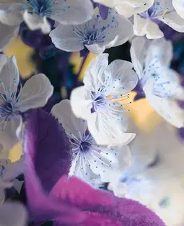 Tapety květiny Fototapeta kvetoucí větvička třešně