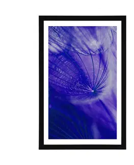 Květiny Plakát s paspartou krásná pampeliška v fialovém provedení