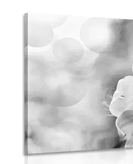Černobílé obrazy Obraz květ lilie na abstraktním pozadí v černobílém provedení