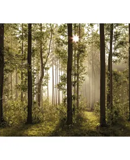 Tapety Fototapeta XXL Forest 360 x 254 cm, 4 díly