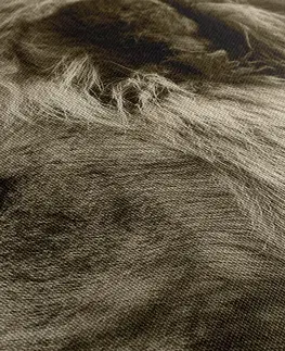 Černobílé obrazy Obraz africký lev v sépiovém provedení