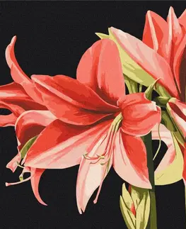 Květy Malování podle čísel květiny Amaryllis