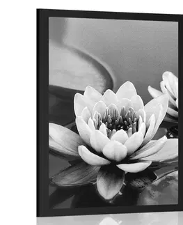 Černobílé Plakát lotosový květ v jezeře v černobílém provedení