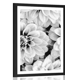 Květiny Plakát s paspartou květiny dálí v černobílém provedení