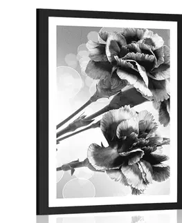 Černobílé Plakát s paspartou květ karafiátu v černobílém provedení