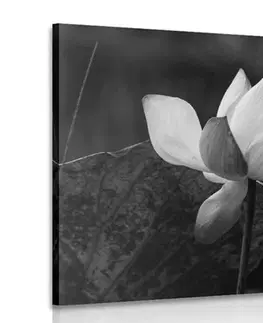 Černobílé obrazy Obraz jemný lotosový květ v černobílém provedení