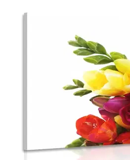 Obrazy květů Obraz kytice barevných frézií