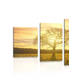 Obrazy stromy a listy 5-dílný obraz osamělého stromu