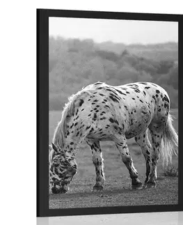 Černobílé Plakát kůň na louce v černobílém provedení