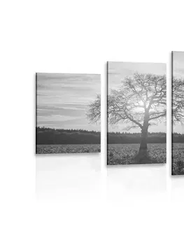 Černobílé obrazy 5-dílný obraz osamělého stromu v černobílém provedení