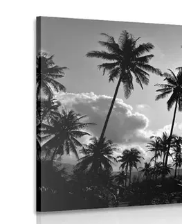 Černobílé obrazy Obraz kokosové palmy na pláži v černobílém provedení