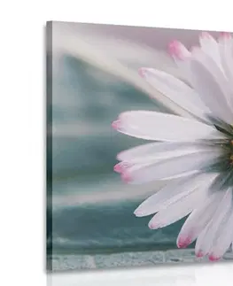 Obrazy květů Obraz nádherná sedmikráska
