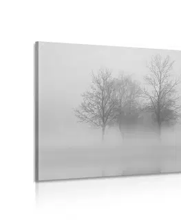 Černobílé obrazy Obraz stromy v mlze v černobílém provedení