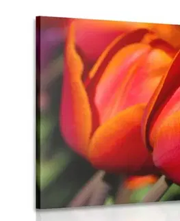 Obrazy květů Obraz nádherné tulipány na louce