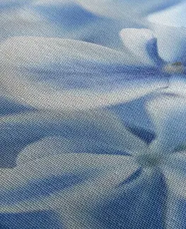 Obrazy květů Obraz květiny hortenzie v modrobílém nádechu
