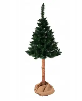 Vánoční stromky Netradiční vánoční borovice himálajská na pařezu 220 cm