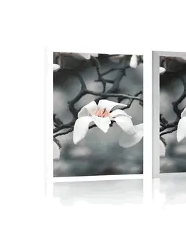 Květiny Plakát probouzející se magnolie