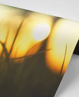 Samolepící tapety Samolepící fototapeta zapadající slunce v trávě