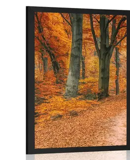 Příroda Plakát les v podzimním období